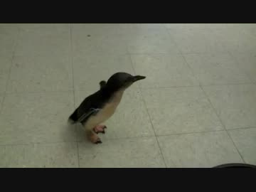 くすぐられて異常なﾃﾝｼｮﾝで喜ぶ子ﾍﾟﾝｷﾞﾝが可愛い ニコニコ動画