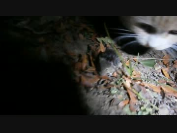うちの猫がねずみ食べてた Nicozon