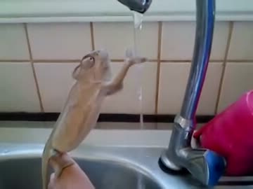 水道で手を洗うカメレオン ニコニコ動画