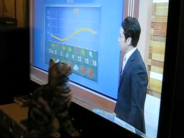 天気予報を見る猫 ニコニコ動画