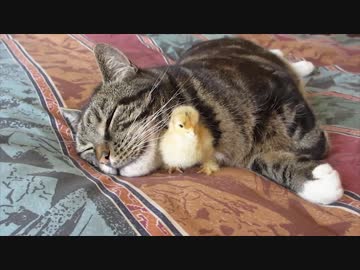 猫とウズラ ニコニコ動画