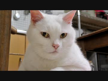 猫の ドヤ顔 傑作選 ニコニコ動画