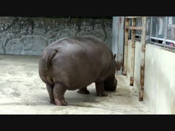 東武動物公園すこすこセット２ カバ ペリカン フラミンゴ ヒグマ Nicozon