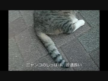 プリティーにゃんこの 短いしっぽ ニコニコ動画