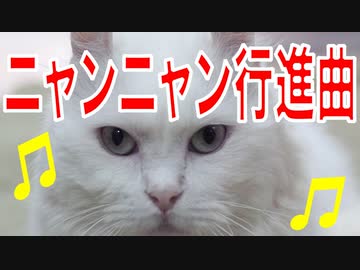 猫と三味線の軽快なリズム♪さぁ、みんなでニャンニャニャニャーオ(^^)/♪
