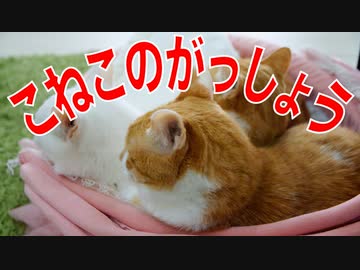 「うるさーい」と叱られながら子猫たちが大合唱♪フフフアフアフ♪(^^)/