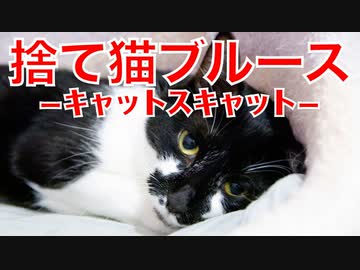 保護猫たちの想いが詰まった悲しい歌声で！僕たちを捨てないで・・・。