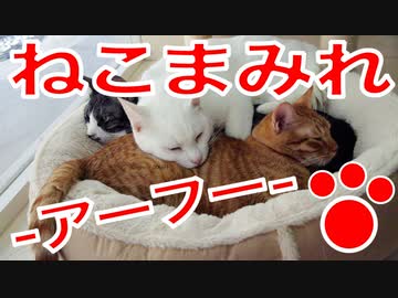 12匹の猫が歌って奏でる♪♪これがホントの「ねこまみれ」です！！