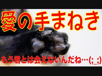猫の殺処分でもう君とは会えないの・・・？愛らしい猫とボカロの声が哀愁と共に絡み合う！！