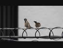 スズメのダンス