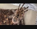 [おつかれやま]タランチュラ飼育日記その２５８[たけのこのさと]