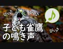日本最小の鷹の子供の鳴き声