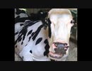 ひたすら反芻する牛 [六甲山牧場 体験](2018/6/25)