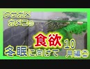 【亀の冬眠準備②】クサガメカメコ10月の様子②食欲は？[Turtle hibernation preparation] Reeves turtle クサガメ飼育