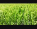 今日の出来事　借りた田んぼ