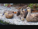 カルガモ親子の雛鳥がのびー♥かわいい