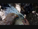 変なおじさんとこの　鶏さん２２７　さぁ撫でまくろう