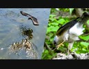 垂れ流し0505閲覧注意【カルガモ親子VSカラス/猛禽類ツミの捕食】雛鳥を守るカルガモ夫婦。タカ科雀鷹の求愛で餌やりと水飲み。ナマズ　鶴見川 水系 恩田川でコンデジ野鳥撮影、身近な生き物・植物達