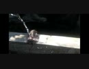 ホモと見るお猿のJI～水遊び編～.monk3
