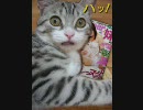 ☆おもしろｗにゃんこё第１弾☆