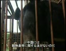 北京動物園の「化粧直し」が隠すもの
