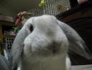 モグモグうさぎ
