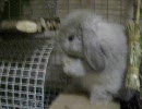 モフモフうさぎのおめかしティモテ