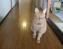 猫のむさし君と遊ぼう