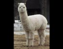 かわいいアルパカ