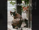☆おもしろｗにゃんこё第２弾☆