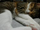 ×して、ちょい舌出して寝ている猫