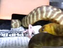 ウォマの給餌