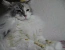 【猫動画】猫の前足に豆をいくつ乗せれるか？【挑戦】