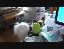 atapi家の犬のチョコと猫のルナの動画