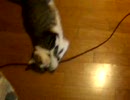 ネコのいる生活　２