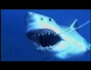 【完璧な捕食者】ホホジロザメ