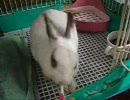 歯ブラシ大好きなウサギ