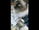 ぬこぬこ動画♪「こちょこちょこちょこちょ～ぱっ！」Ver.2
