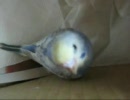 返事をするインコ