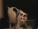 猫に布団を干すときに使うアレをはさんでみた。