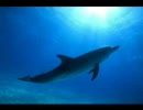 Enigma/The Dream of the Dolphin