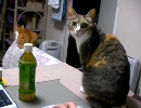 月見時雨みぞれニビ: ねこかん! その2
