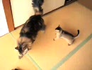 ねこvsこねこ