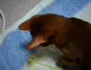 ラクダ無修正３(リボン)
