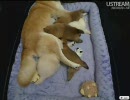 柴犬の成長記録04
