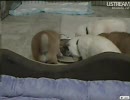 柴犬の成長記録06