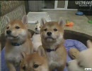 柴犬の成長記録09