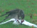 ハトがタカに食われてしまう、生きたまま