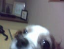 背中がかゆい犬