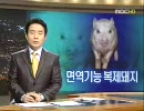 韓国 豚の臓器を人間に移植しようと真面目に研究・・